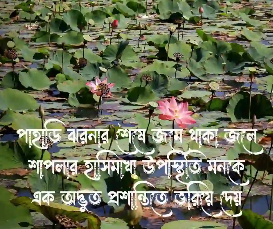 শাপলা ফুল নিয়ে ক্যাপশন