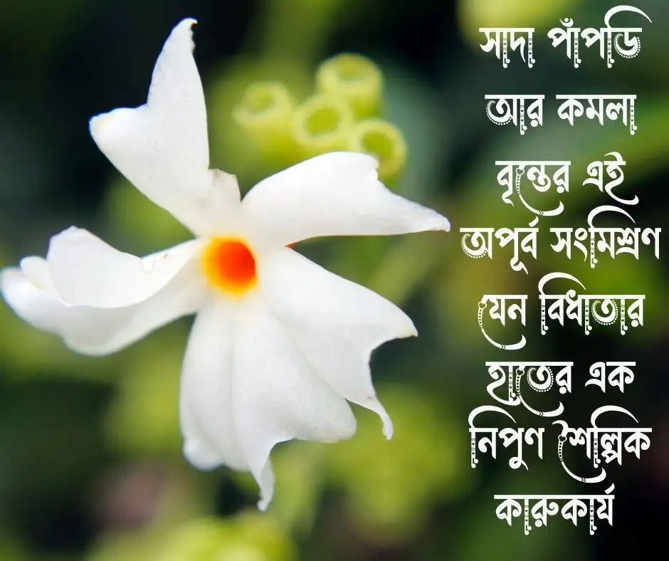 শিউলি ফুল নিয়ে ক্যাপশন