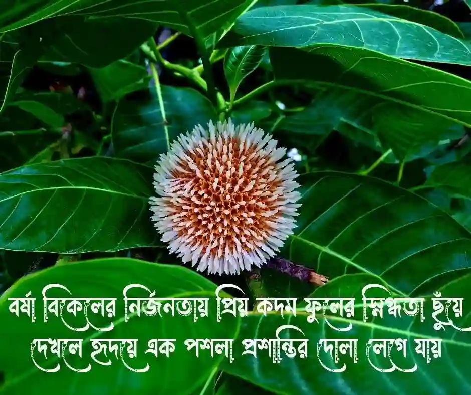 কদম ফুল নিয়ে ক্যাপশন