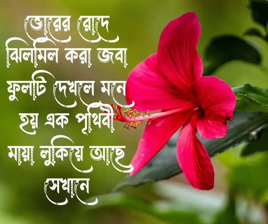 জবা ফুল নিয়ে ক্যাপশন
