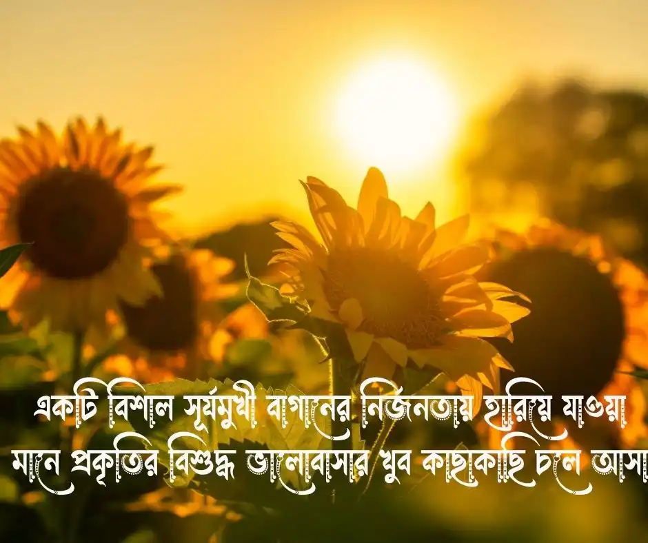 সূর্যমুখী ফুল নিয়ে ক্যাপশন