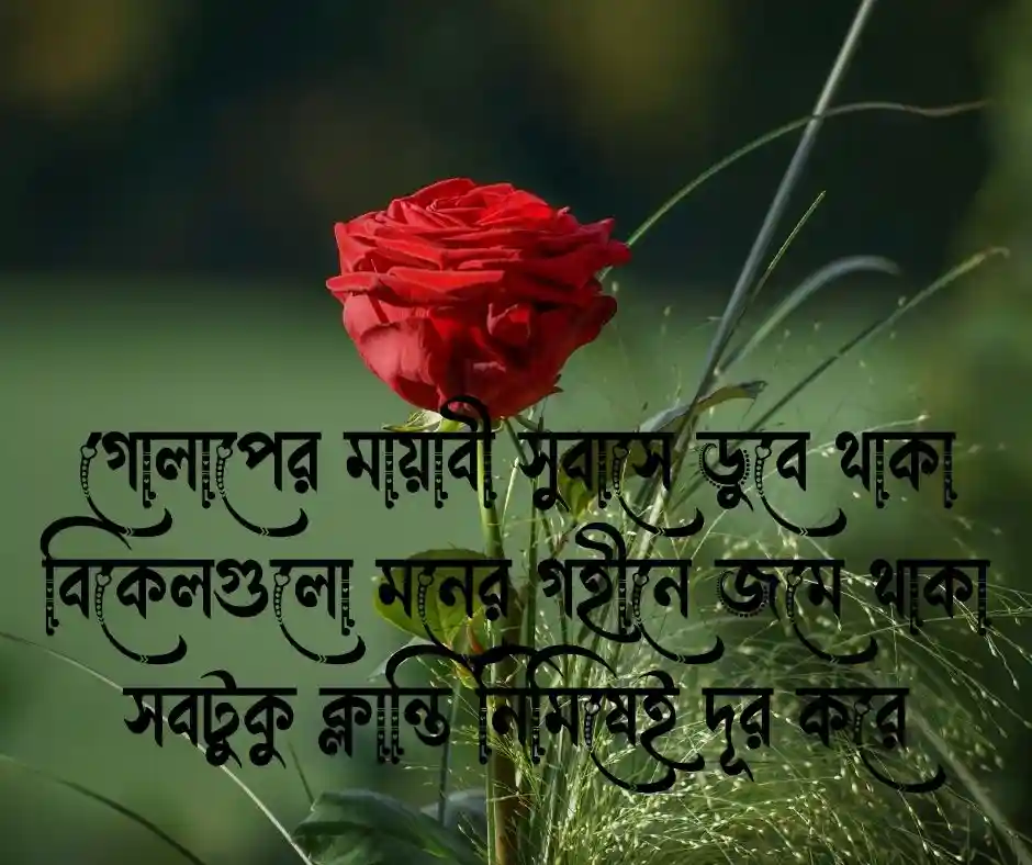 গোলাপ ফুল নিয়ে ক্যাপশন