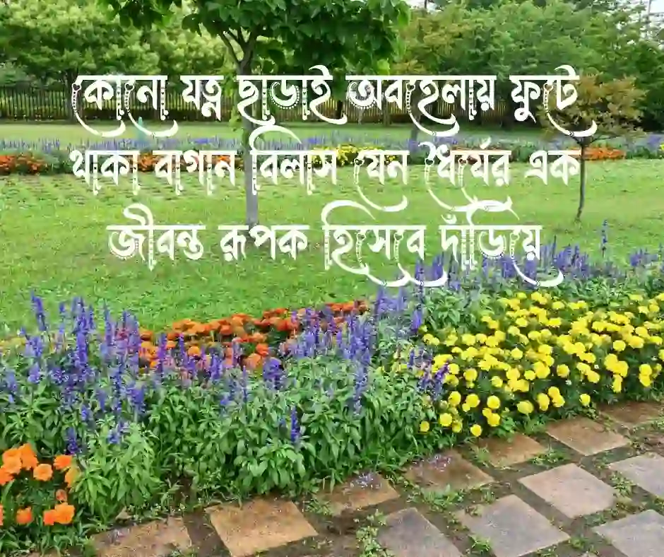 বাগান বিলাস ফুল নিয়ে ক্যাপশন